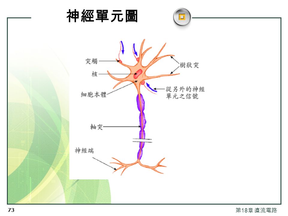 72 第 18 章 直流電路 藉由神經原 (neuron) 之 電信號傳導  身體中有一種稱為神經單元或神經原 (neurons) 的 特化細胞，構成了複雜的網路，接收、處理與傳 播資訊，從身體的一部分到另一部分。  神經單元分三大類：  感覺神經 接收來自於身體內及外 ( 環境 ) 之偵測器官的刺激。  運動神經 傳送控制肌細胞之訊息。  中間神經 從一神經單元傳遞資訊給另一單元。