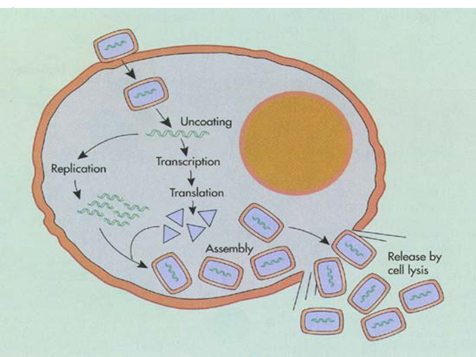 5. 组装、成熟和释放 （ 1 ）组装 DNA 病毒在细胞核内（除痘病毒） RNA 病毒和痘病毒在细胞质内 （ 2 ）成熟和释放 细胞破裂病毒释放（裸露病毒） 出芽方式释放（有包膜的病毒）