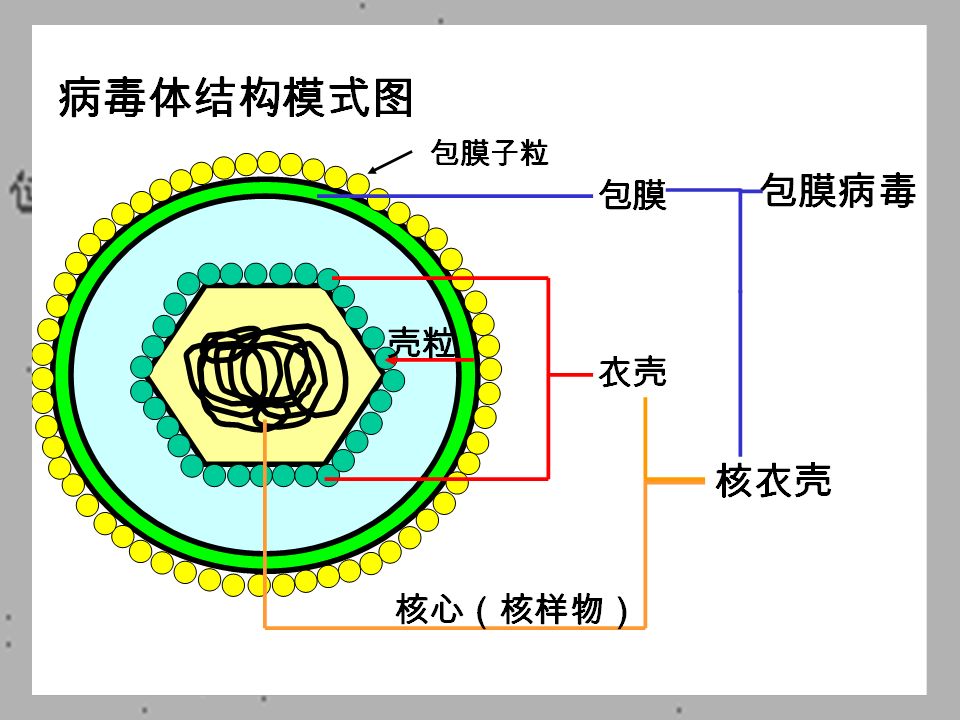 二、病毒的结构和化学组成 （一）病毒的结构 基本结构： 核心 + 衣壳 = 核衣壳 (necleocapsid) 有的病毒其外有包膜。其上有包膜子粒 或刺突（包膜病毒）。 无包膜的病毒体称裸露病毒。