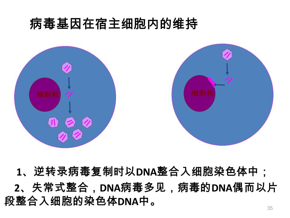 细胞核 病毒基因在宿主细胞内的维持 细胞核 1 、逆转录病毒复制时以 DNA 整合入细胞染色体中； 2 、失常式整合， DNA 病毒多见，病毒的 DNA 偶而以片 段整合入细胞的染色体 DNA 中。 35