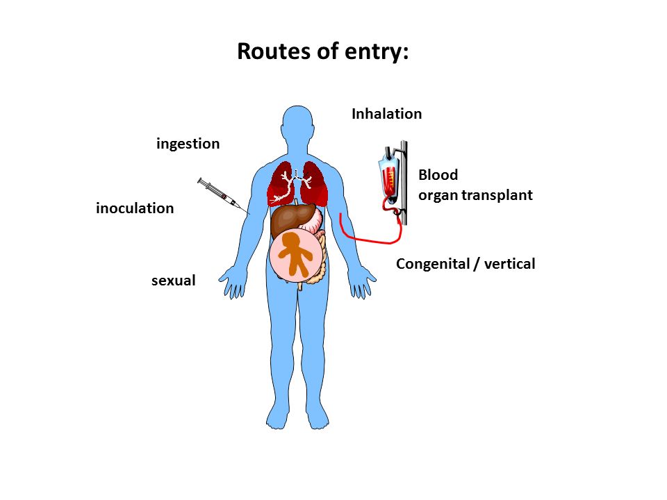 Routes of entry: sexual Inhalation inoculation Blood organ transplant ingestion Congenital / vertical
