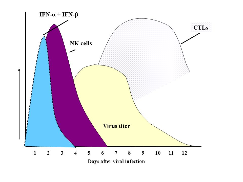 CTLs Days after viral infection Virus titer NK cells IFN-  + IFN- 