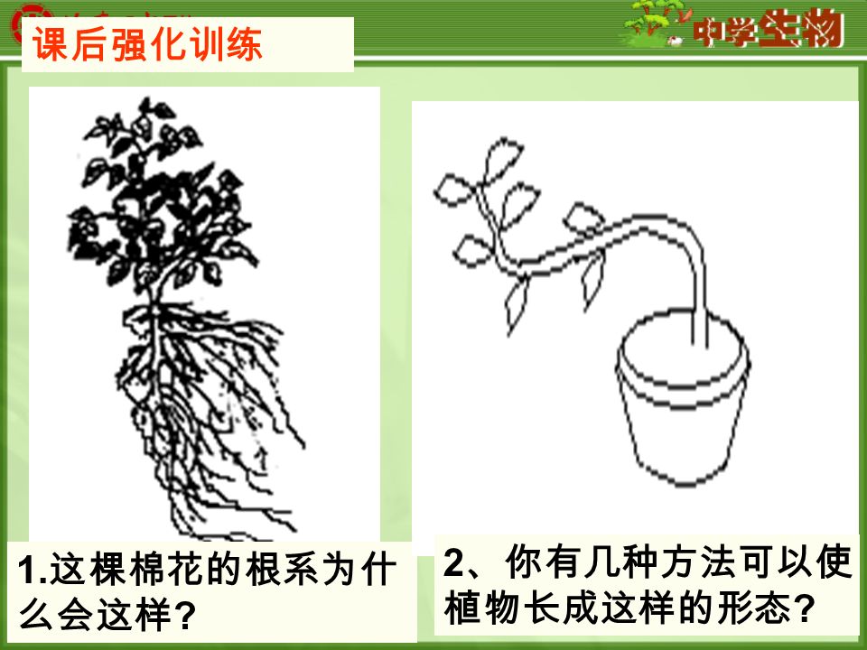 ( 例 4) 如图所示为三盆燕麦幼苗。 A 、 C 盆中 是正常幼苗,B 盆是切去胚芽尖端的幼苗.