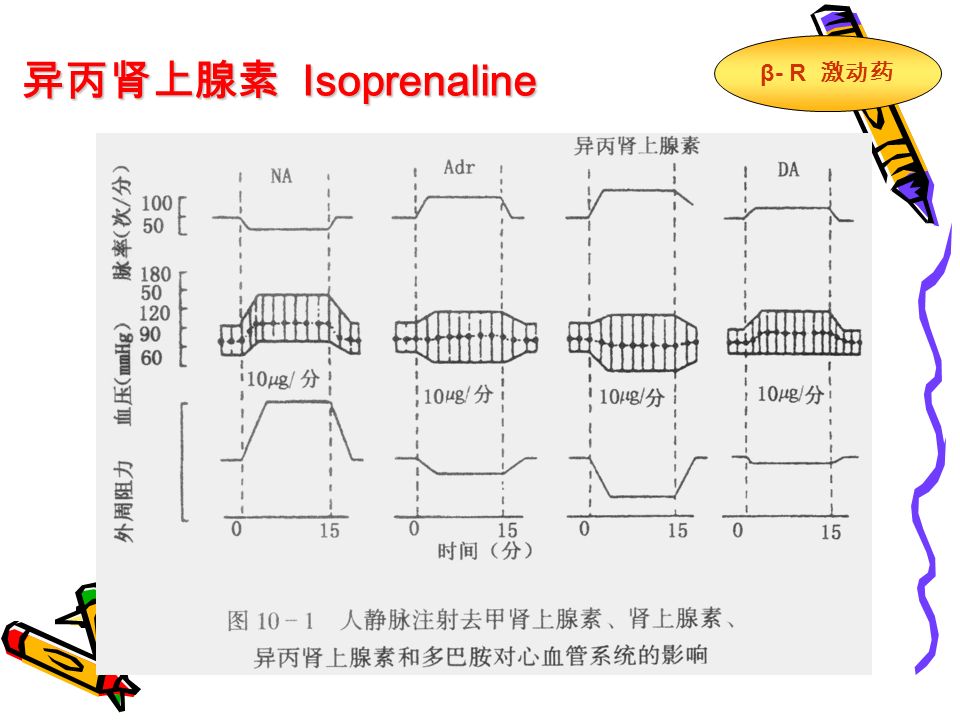 异丙肾上腺素 Isoprenaline β - R 激动药
