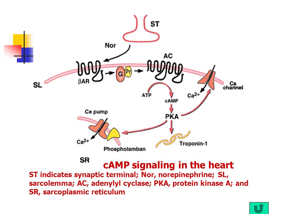 cAMP signaling in the heart ST indicates synaptic terminal; Nor, norepinephrine; SL, sarcolemma; AC, adenylyl cyclase; PKA, protein kinase A; and SR, sarcoplasmic reticulum
