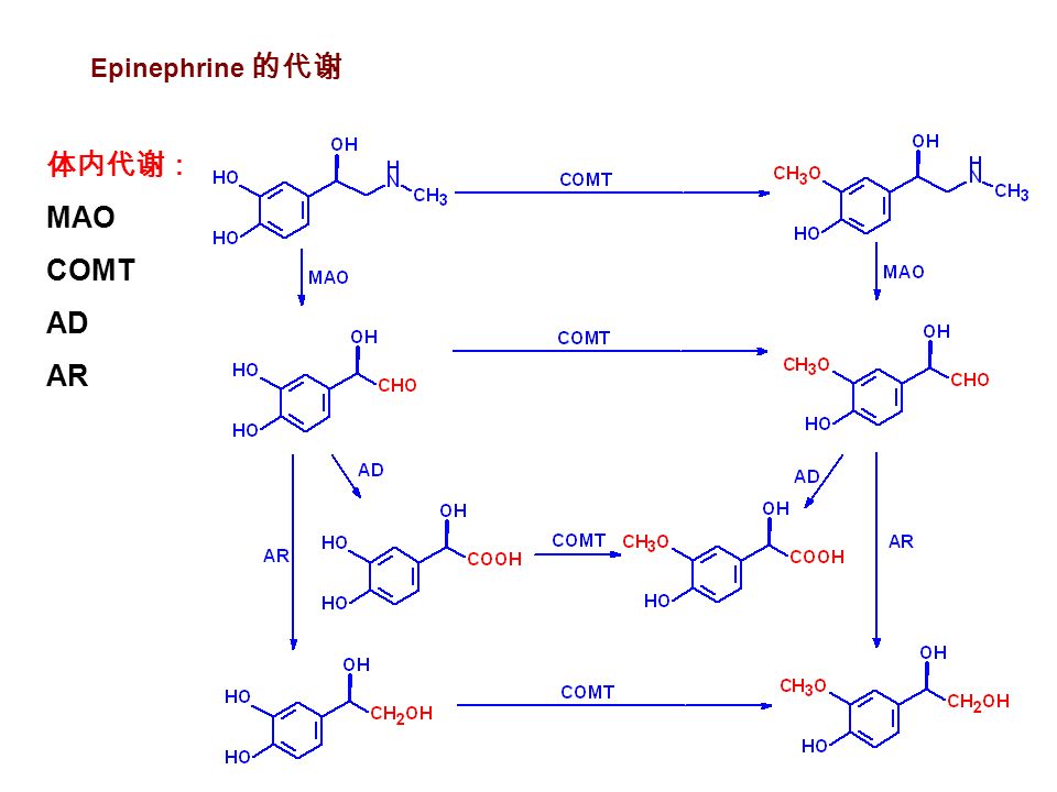 Epinephrine 的代谢 体内代谢： MAO COMT AD AR
