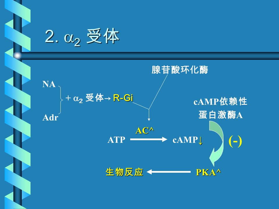 1.  受体 NA Adr +  受体 → R-Gs 腺苷酸环化酶 AC* ATPcAMP cAMP 依赖性 蛋白激酶 A PKA* PKA* 生物反应 磷酸化酶 磷酸化酶 *
