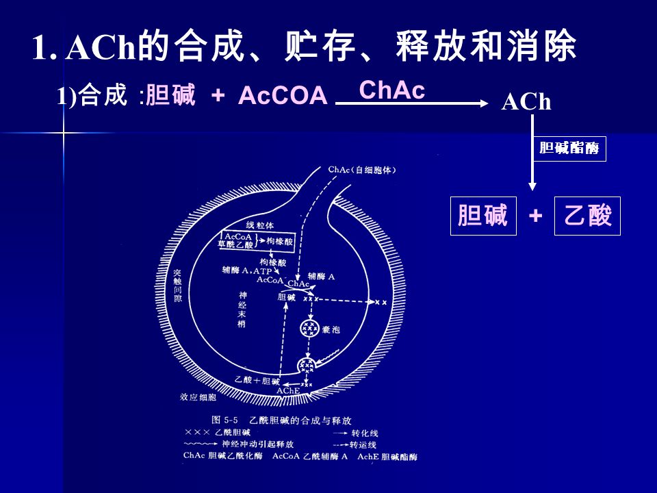 1. ACh 的合成、贮存、释放和消除 1) 合成： + 胆碱 AcCOA ChAc ACh 胆碱 胆碱酯酶 乙酸 +