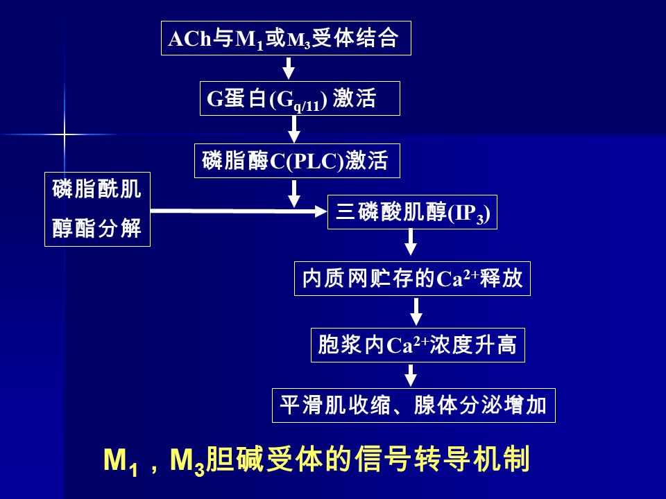 ACh 与 M 1 或 M 3 受体结合 G 蛋白 (G q/11 ) 激活 磷脂酶 C(PLC) 激活 磷脂酰肌 醇酯分解 三磷酸肌醇 (IP 3 ) 内质网贮存的 Ca 2+ 释放 胞浆内 Ca 2+ 浓度升高 平滑肌收缩、腺体分泌增加 M 1 ， M 3 胆碱受体的信号转导机制