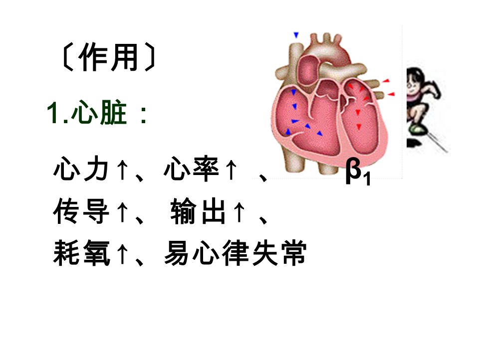 心力 ↑ 、心率 ↑ 、 传导 ↑ 、 输出 ↑ 、 耗氧 ↑ 、易心律失常 β1β1 1. 心脏： 〔作用〕