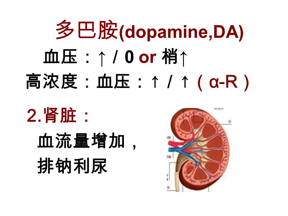 血压： ↑ ／ 0 or 梢 ↑ 多巴胺 (dopamine,DA) 高浓度：血压： ↑ ／ ↑ （ α-R ） 2. 肾脏： 血流量增加， 排钠利尿