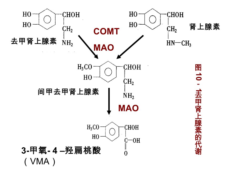 去甲肾上腺素 肾上腺素 间甲去甲肾上腺素 3- 甲氧 - 4 – 羟扁桃酸 （ VMA ） COMT MAO