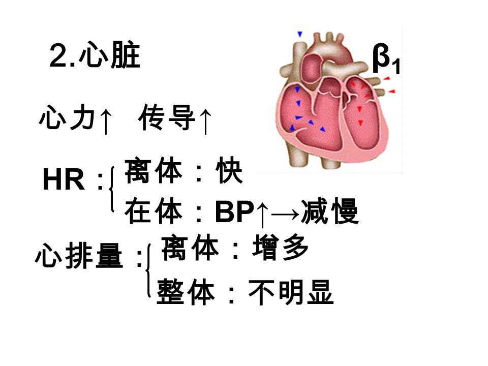 2. 心脏 β1β1 心力 ↑ 传导 ↑ 离体：快 在体： BP↑→ 减慢 心排量： 离体：增多 整体：不明显 HR ：