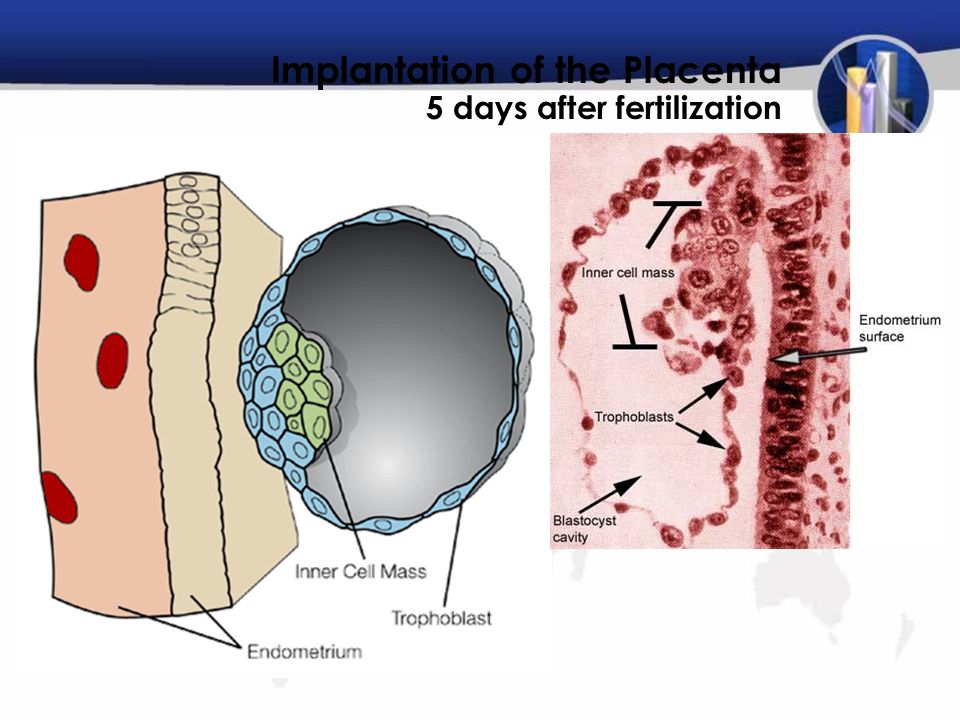 Implantation of the Placenta 5 days after fertilization