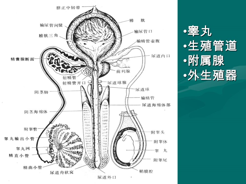 睾丸 睾丸 生殖管道 生殖管道 附属腺 附属腺 外生殖器 外生殖器