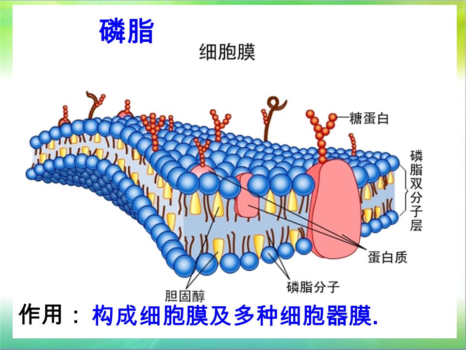 磷脂 作用： 构成细胞膜及多种细胞器膜.