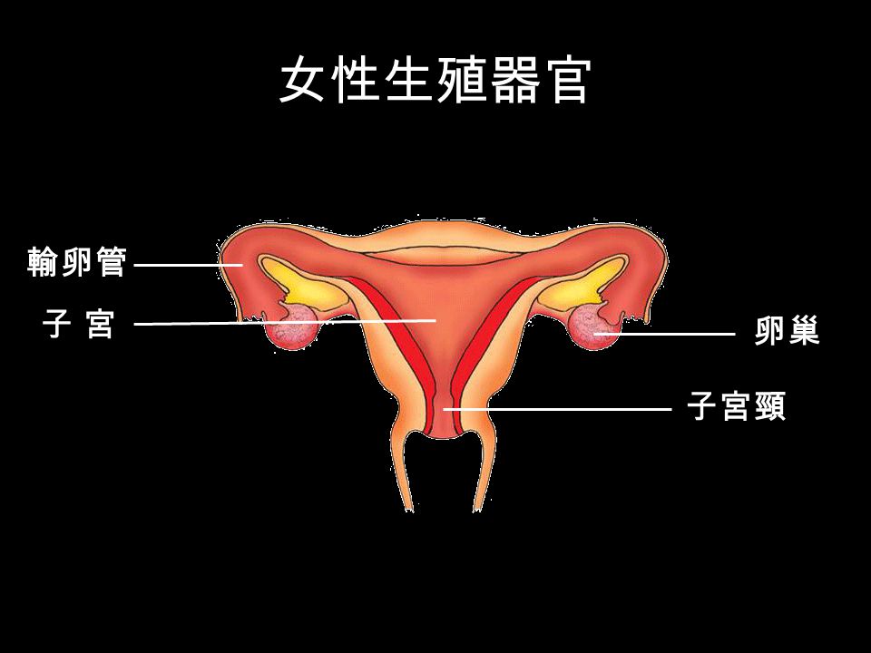 女性生殖器官 輸卵管 子 宮子 宮 卵巢 子宮頸