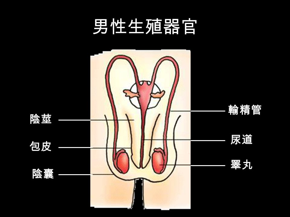 男性生殖器官 陰莖 包皮 陰囊 輸精管 尿道 睪丸