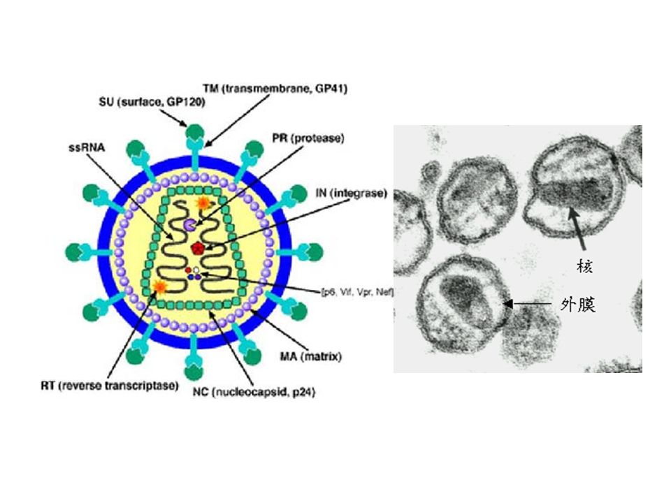 ( 一 )HIV 的分子生物学特征： HIV ：人类免疫缺陷病毒 是一种 RNA 逆转录病毒 1987 年 WHO 正式命名 1983 年法国首次分离 HIV-1 和 HIV-2 结构及致病性相似，易发生变异，目前世界 上流行的 AIDS 主要由 HIV-1 所致。 HIV 病毒的被膜有一种分子量 120Kd 的糖蛋白，即 gP120 其 受体是 CD4 + T 表面上的 CD4 分子 主要感染 CD4 + Th 细胞，还可感染 Mф 和神经胶质细胞等。