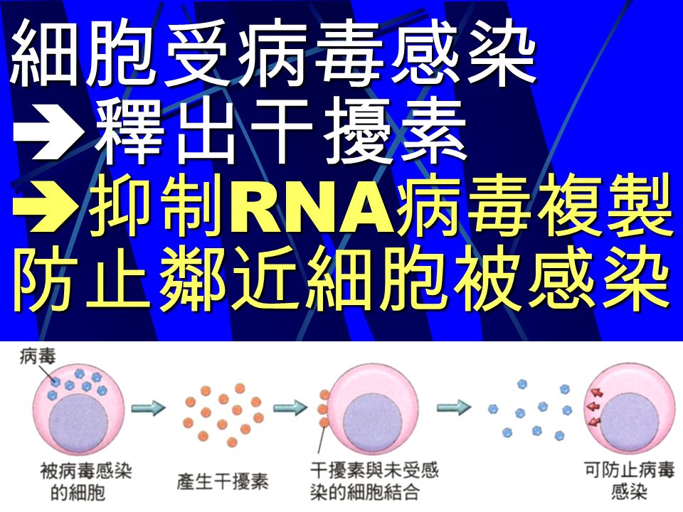 細胞受病毒感染  釋出干擾素  抑制 RNA 病毒複製 防止鄰近細胞被感染