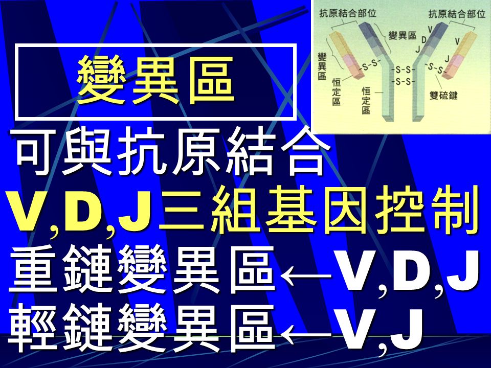 變異區 可與抗原結合 V, D, J 三組基因控制 重鏈變異區 ← V, D, J 輕鏈變異區 ← V, J