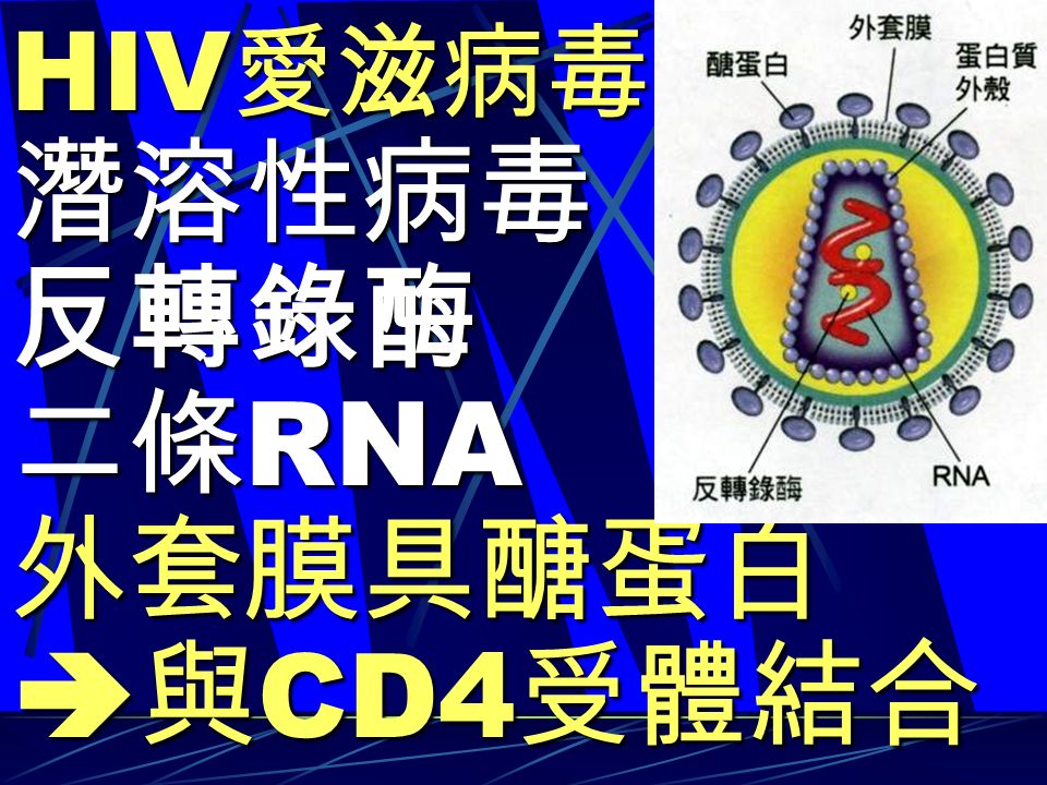 HIV 愛滋病毒 潛溶性病毒反轉錄酶 二條 RNA 外套膜具醣蛋白  與 CD4 受體結合