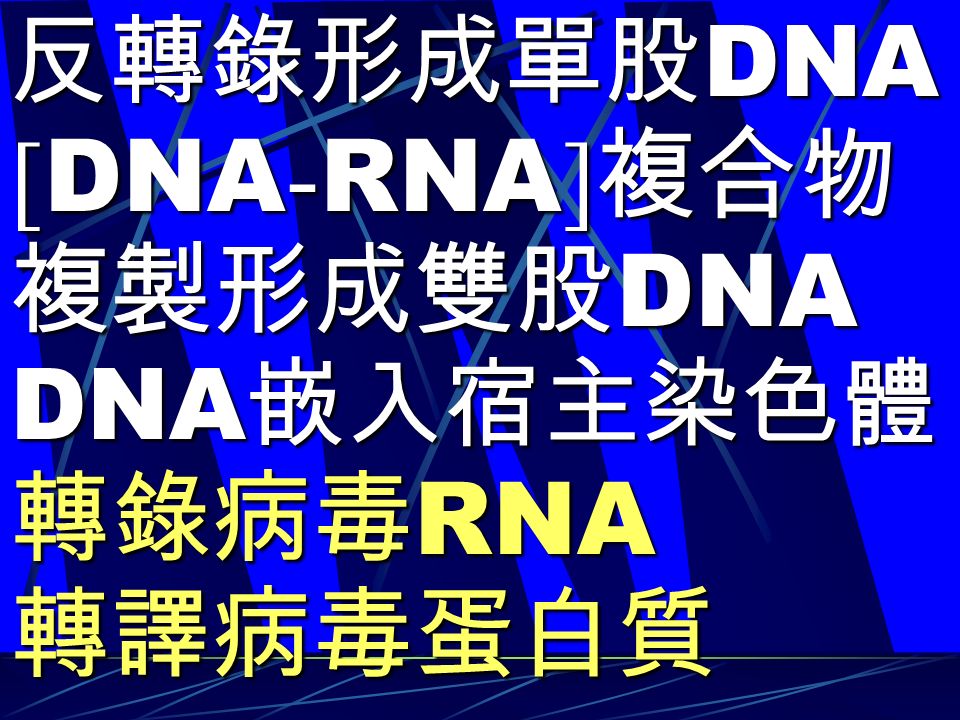 反轉錄形成單股 DNA [ DNA - RNA ] 複合物 複製形成雙股 DNA DNA 嵌入宿主染色體 轉錄病毒 RNA 轉譯病毒蛋白質