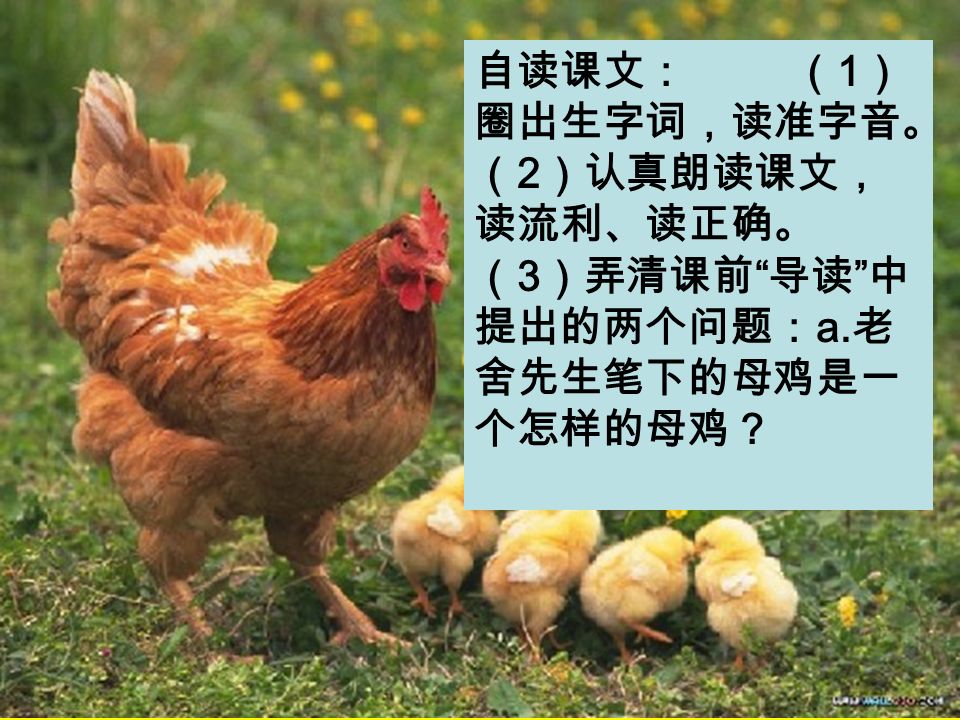 自读课文： （ 1 ） 圈出生字词，读准字音。 （ 2 ）认真朗读课文， 读流利、读正确。 （ 3 ）弄清课前 导读 中 提出的两个问题： a. 老 舍先生笔下的母鸡是一 个怎样的母鸡？