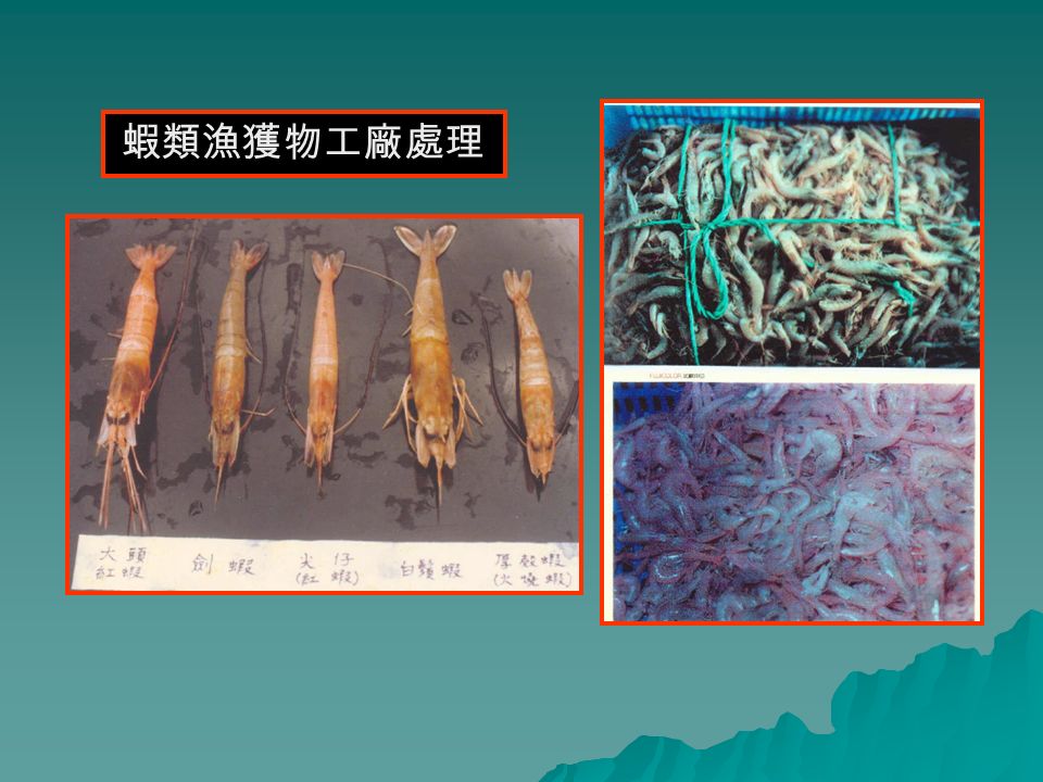 蝦類漁獲物工廠處理
