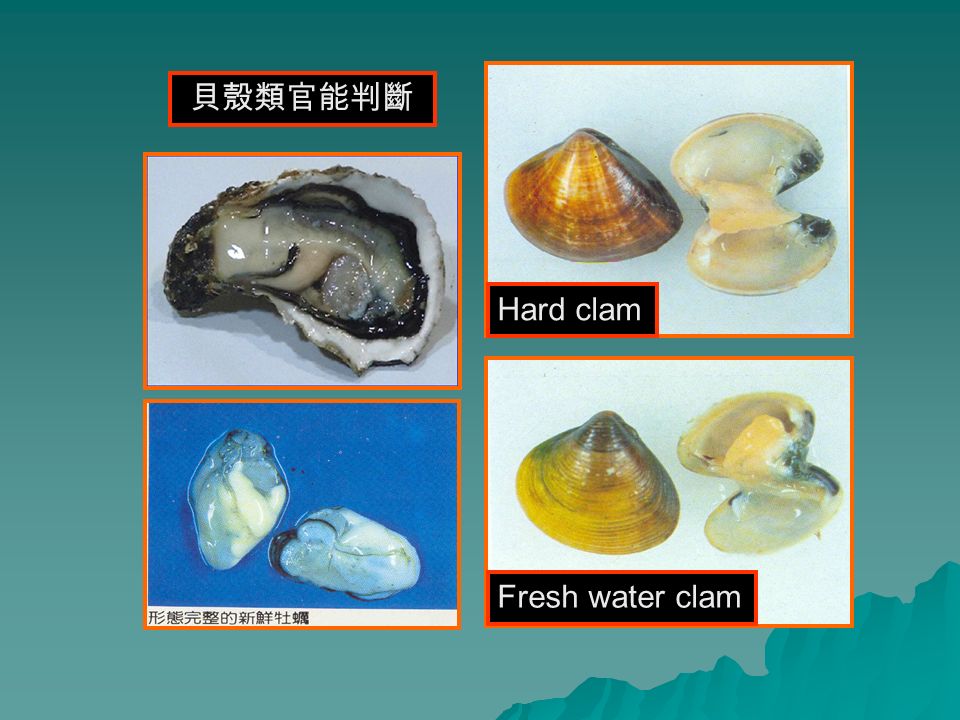 Hard clam Fresh water clam 貝殼類官能判斷
