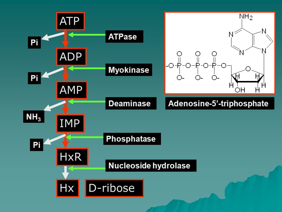 ATP Pi HxR HxD-ribose ADP AMP ATPase IMP Myokinase Deaminase Phosphatase Pi NH 3 Nucleoside hydrolase Adenosine-5’-triphosphate
