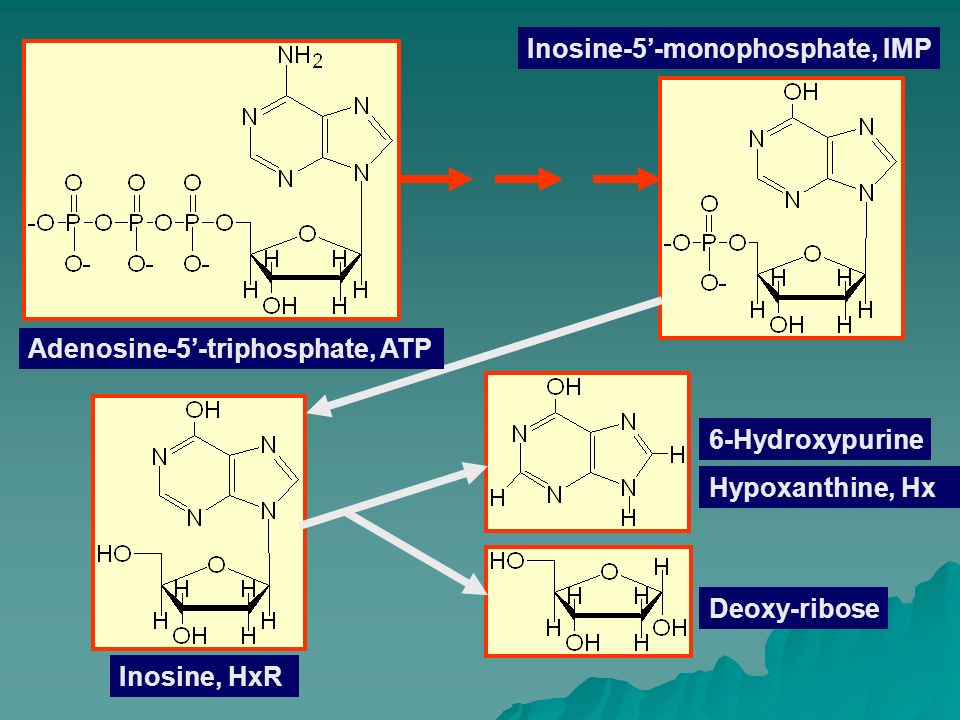 Adenosine-5’-triphosphate, ATP Inosine-5’-monophosphate, IMP Inosine, HxR Hypoxanthine, Hx Deoxy-ribose 6-Hydroxypurine
