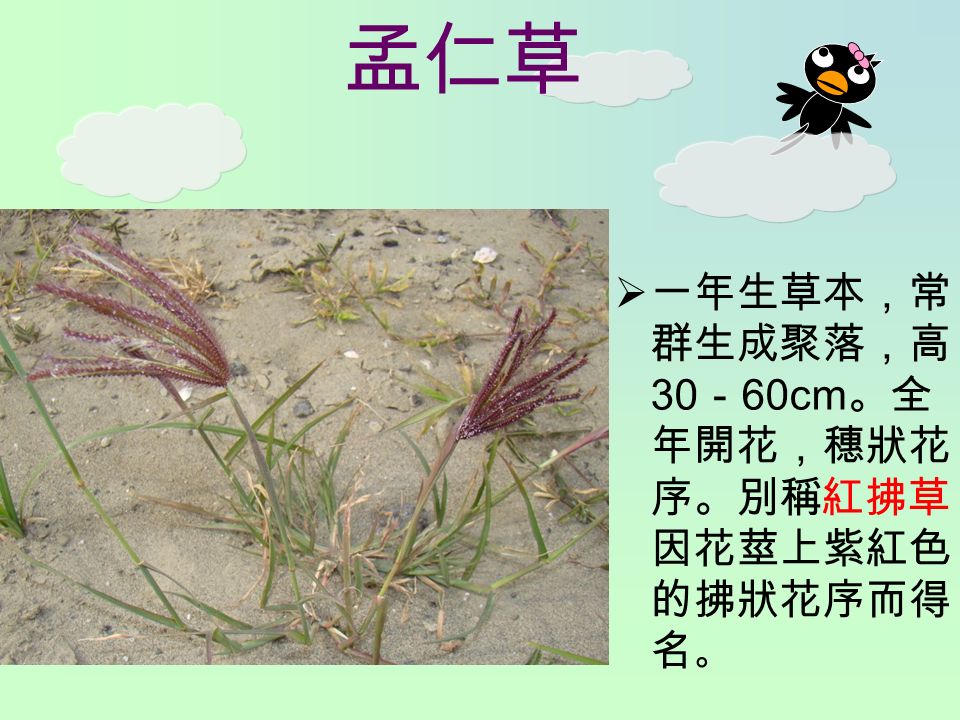孟仁草  一年生草本，常 群生成聚落，高 30 － 60cm 。全 年開花，穗狀花 序。別稱紅拂草， 因花莖上紫紅色 的拂狀花序而得 名 。