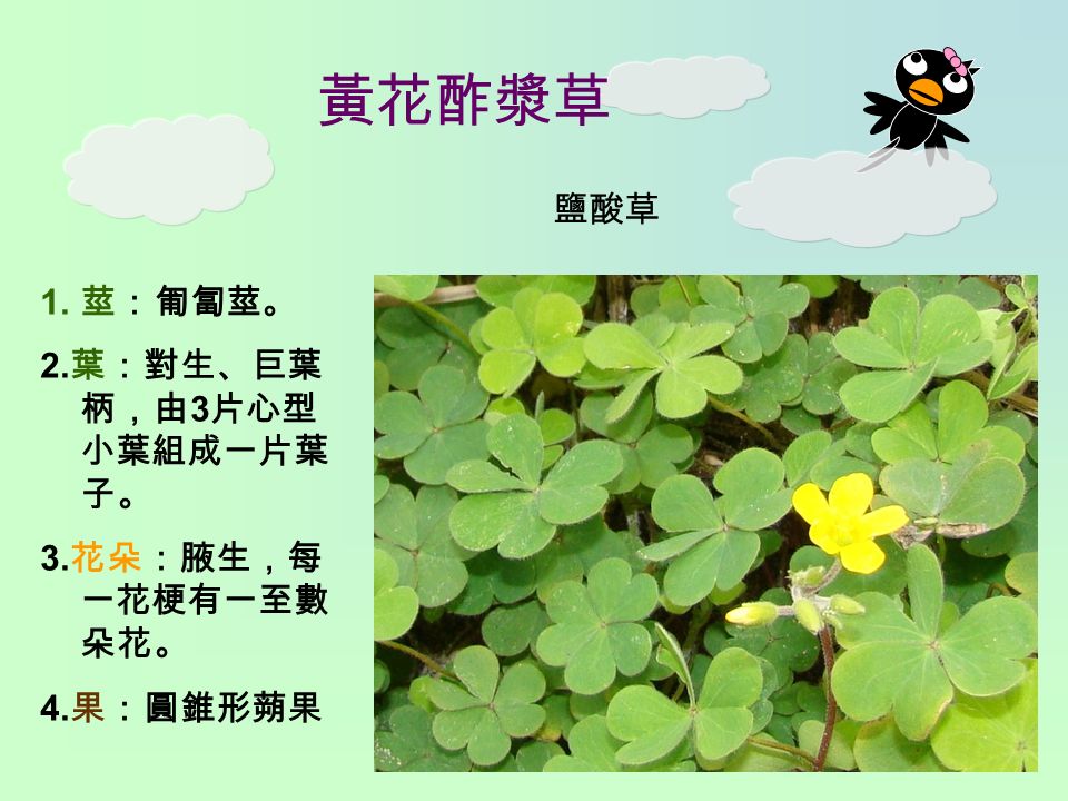 黃花酢漿草 1. 莖：匍匐莖。 2. 葉：對生、巨葉 柄，由 3 片心型 小葉組成一片葉 子。 3. 花朵：腋生，每 一花梗有一至數 朵花。 4. 果：圓錐形蒴果 鹽酸草