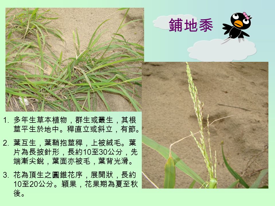 鋪地黍 1. 多年生草本植物，群生或叢生，其根 莖平生於地中。稈直立或斜立，有節。 2.