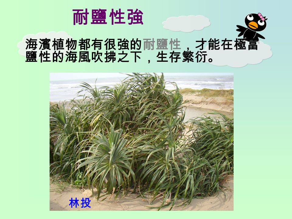 耐鹽性強 海濱植物都有很強的耐鹽性，才能在極富 鹽性的海風吹拂之下，生存繁衍。 林投