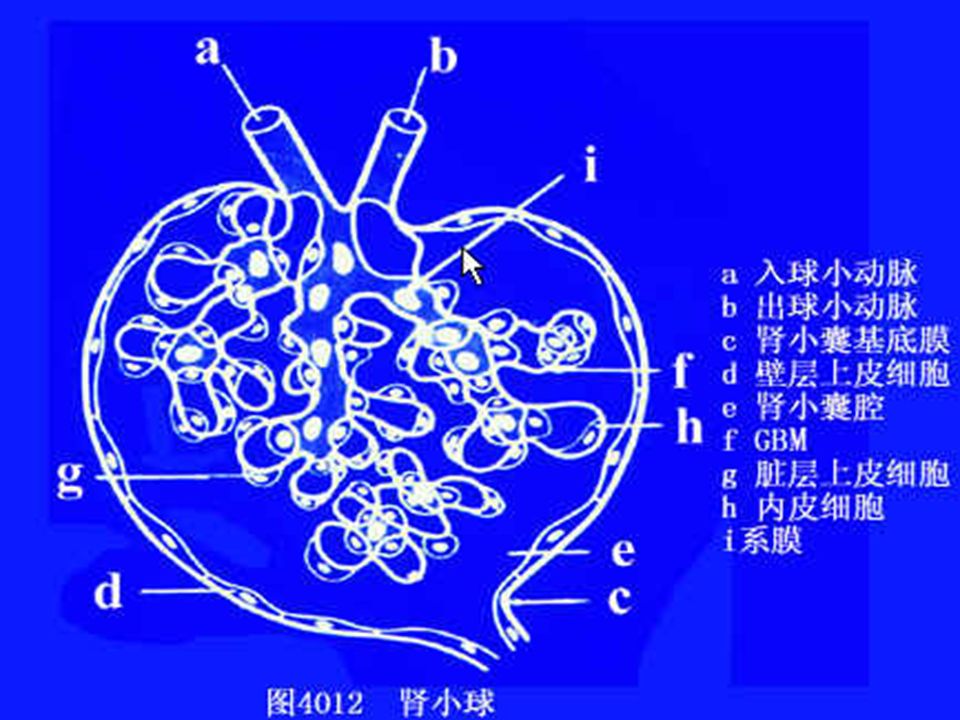 肾球旁复合体模式图图片