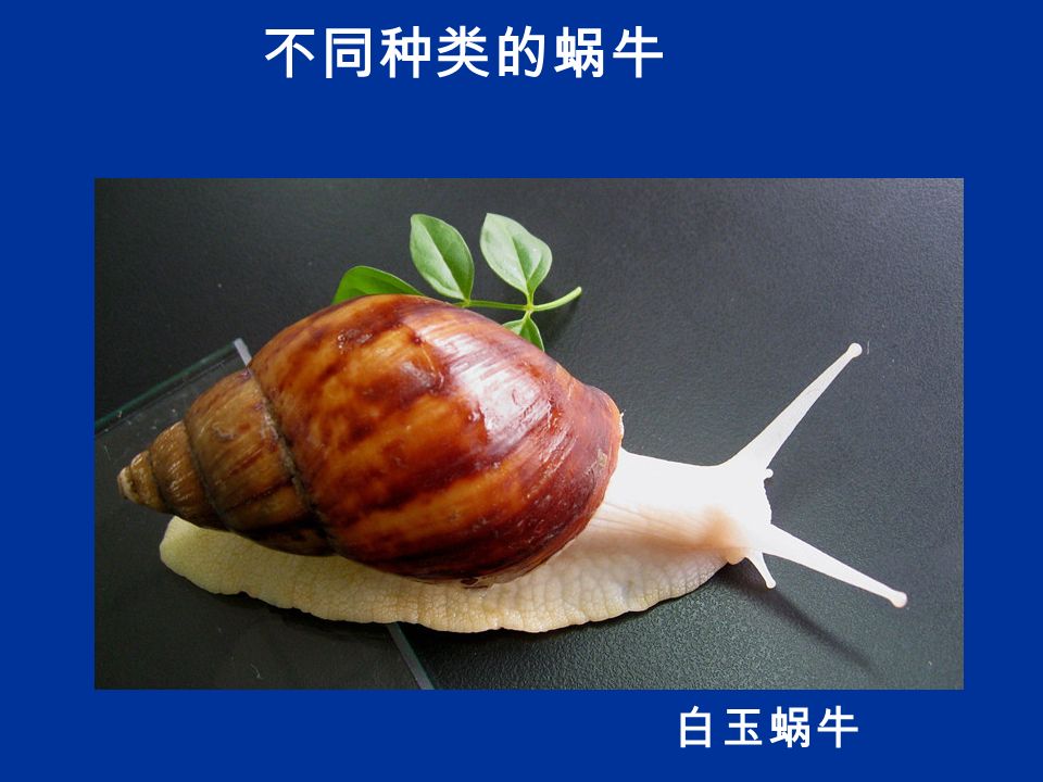 白玉蜗牛 不同种类的蜗牛