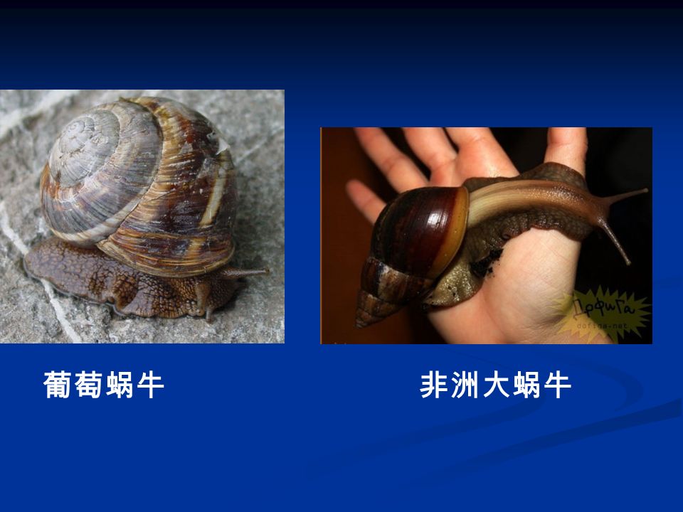 葡萄蜗牛非洲大蜗牛