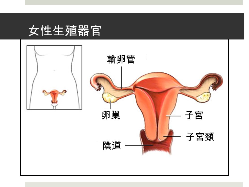 女性生殖器官 輸卵管 卵巢 陰道 子宮 子宮頸