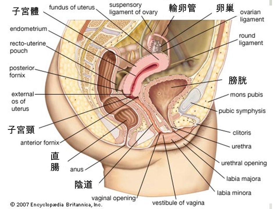 子宮體 子宮頸 卵巢輸卵管 膀胱 直腸直腸 陰道