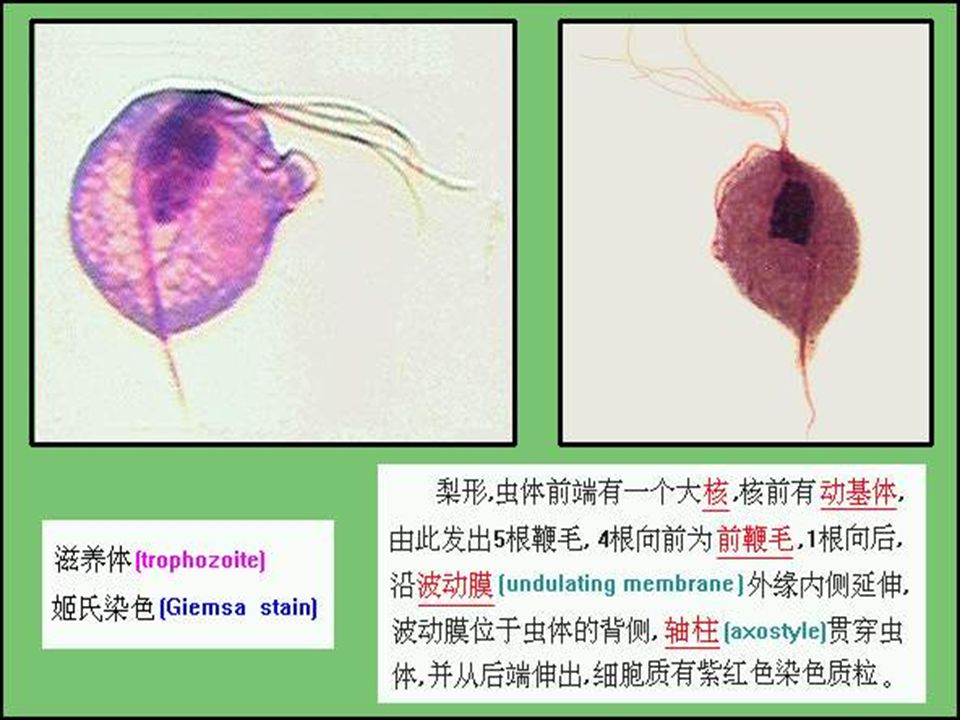 第二节 阴道毛滴虫（阴道滴虫） （一）形态 仅有滋养体期，无包囊期。 前鞭毛 细胞核 轴柱 后鞭毛 波动膜 染色质粒