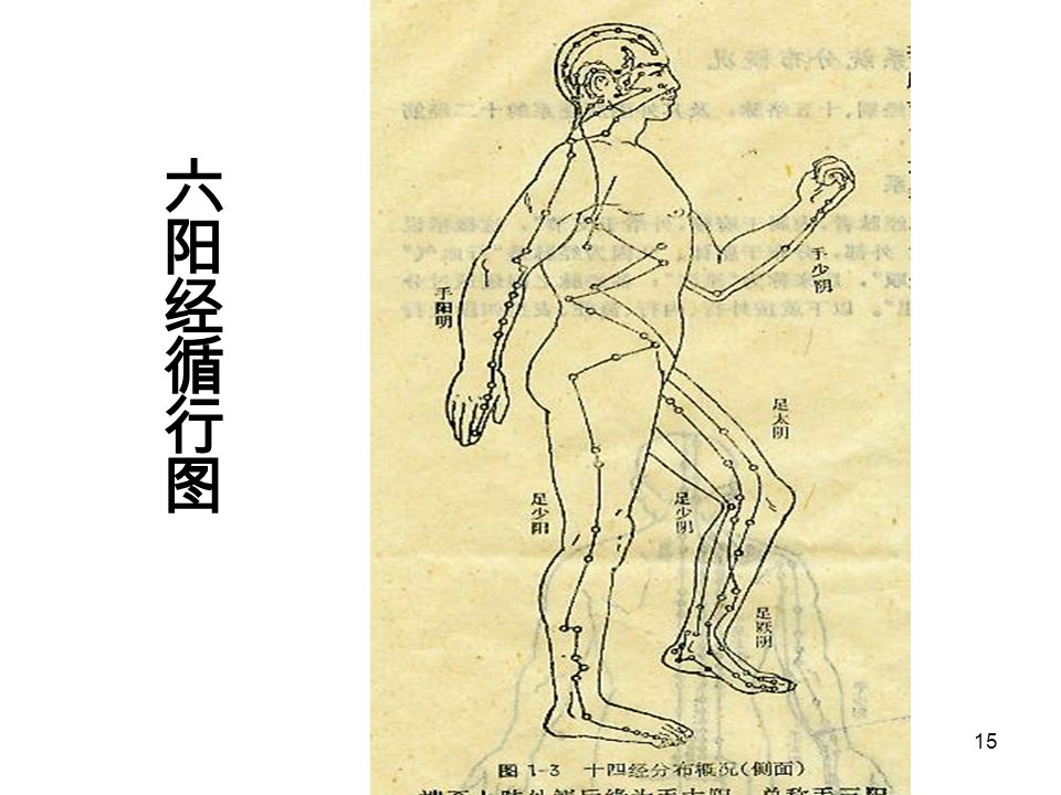 14 六阳经 分布于四肢外侧、头面和躯干。 上肢外侧：从前到后：手阳明大肠经 — 手少阳三焦经 --- 手太阳小肠经。 下肢外侧：从前到后：足阳明胃经 ---- 足 少阳胆经 ---- 足太阳膀胱经。
