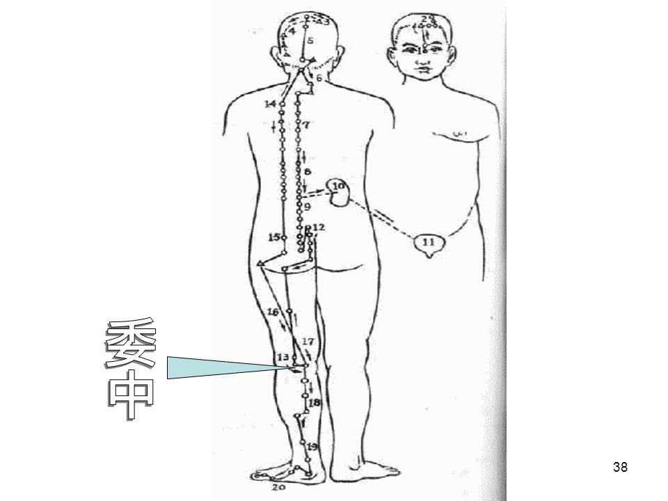 37 委中 （足太阳膀胱经） 定位 ： 窝中央。 作用 ：活血消肿、祛风利湿、健腰强膝。 操作 ：直刺 。 5 寸。 针感 ：以麻及放射感为主。 解剖 ：上外侧有股二头肌肌腱，上内侧有半腱肌、半膜 肌肌腱，下内外侧有腓肠肌内外侧头；胫神经在最浅面， 沿中线下行。腓总神经股二头肌肌腱内侧下行，分深、 浅两支。动脉在最深部，由半腱肌外侧想外斜行至窝中 部，然后垂直下行。静脉与之伴行。