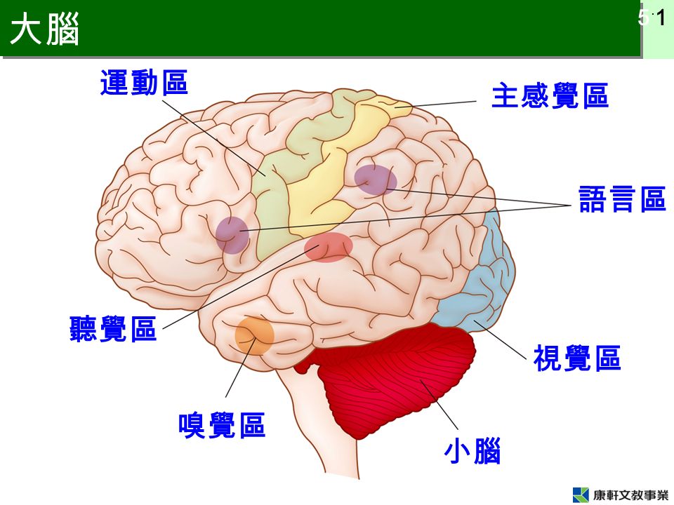 5 ˙ 1 大腦 運動區 主感覺區 語言區 視覺區 嗅覺區 聽覺區 小腦