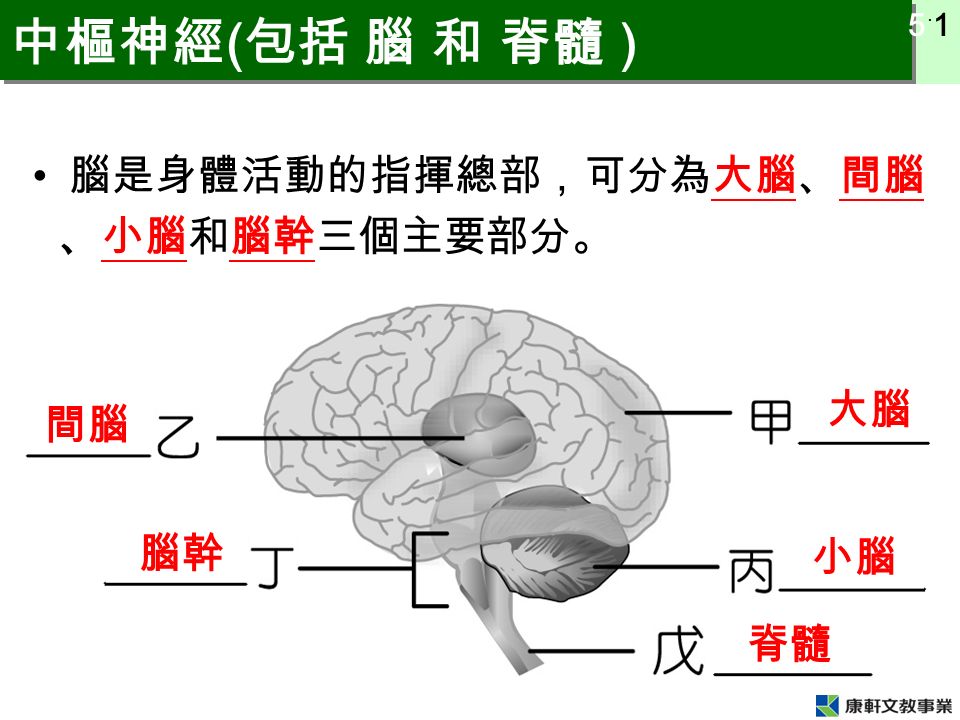 5 ˙ 1 中樞神經 ( 包括 腦 和 脊髓 ) 腦是身體活動的指揮總部，可分為大腦、間腦 、小腦和腦幹三個主要部分。 大腦 間腦 小腦 腦幹 脊髓