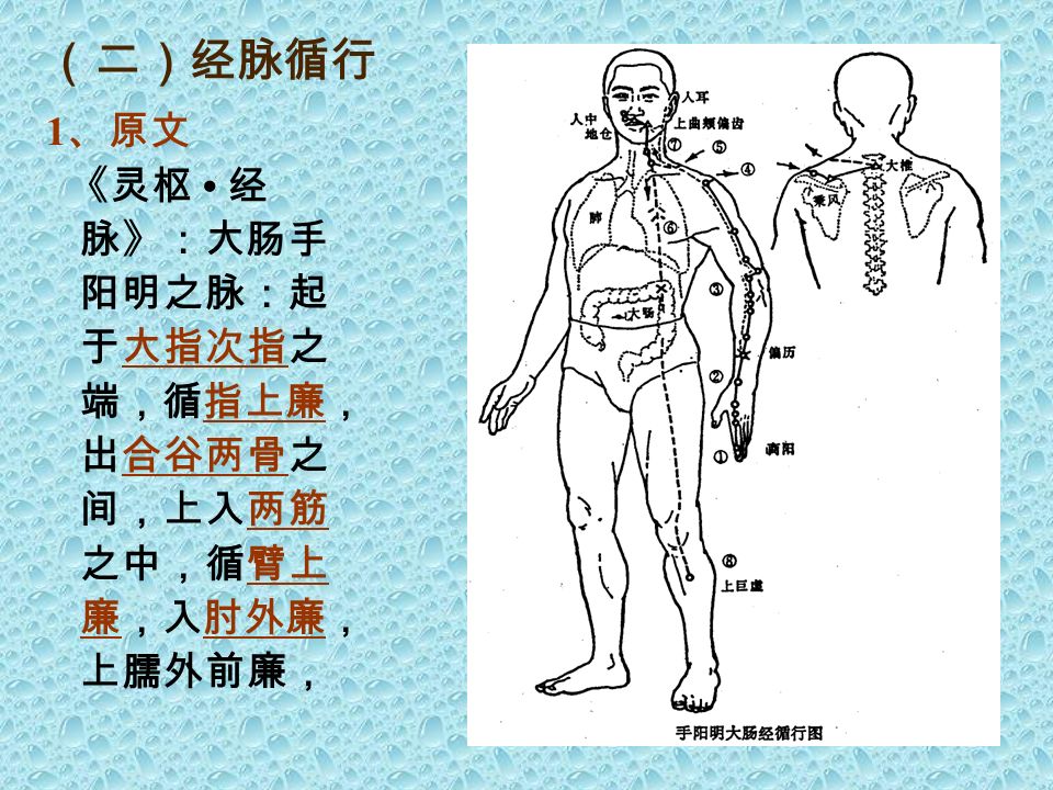 ( 一 ) 经 脉 概 述 大肠经 --- 在体内属大肠络肺 手阳明经 --- 从手走头 分布在上肢外侧的前缘 接肺经于手指端 交胃经于鼻翼旁.