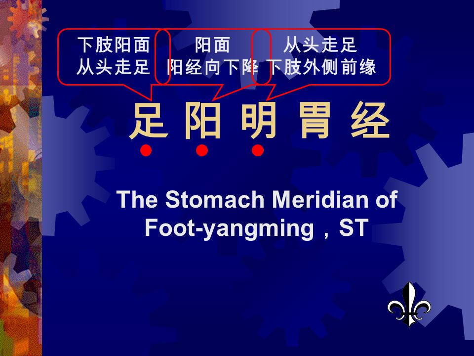 足 阳 明 胃 经足 阳 明 胃 经 The Stomach Meridian of Foot-yangming ， ST 阳面 阳经向下降 下肢阳面 从头走足 下肢外侧前缘