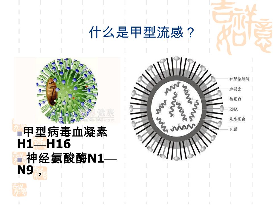 什么是甲型流感？ 甲型病毒血凝素 H1 — H16 神经氨酸酶 N1 — N9 ，