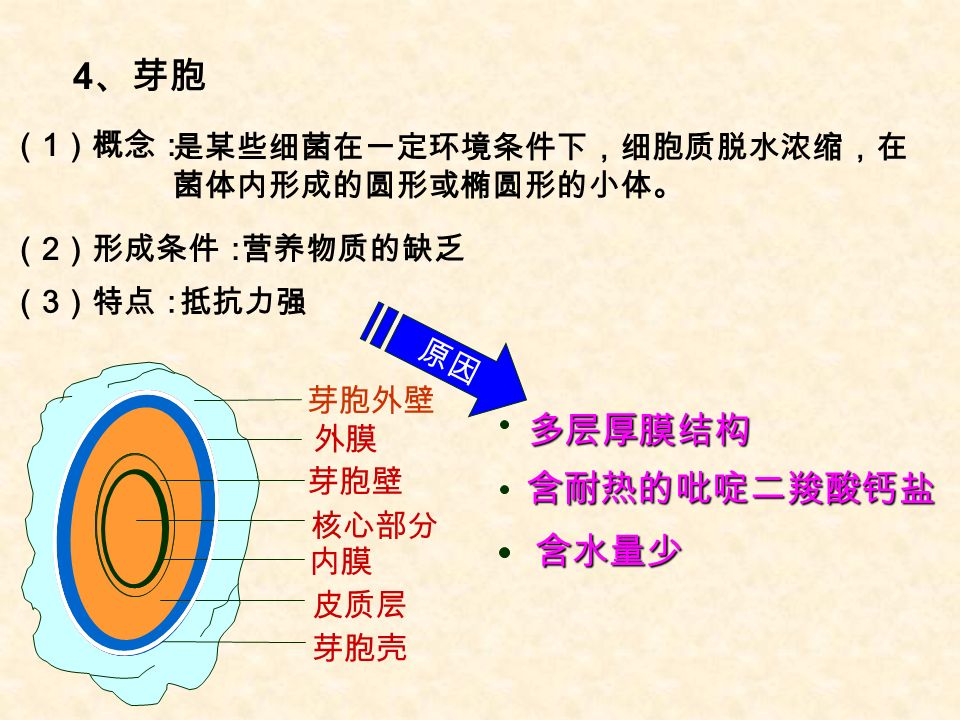 含水量少 多层厚膜结构 含耐热的吡啶二羧酸钙盐 核心部分 内膜 芽胞壁 皮质层 外膜 芽胞壳 芽胞外壁 原因 （ 1 ）概念： 是某些细菌在一定环境条件下，细胞质脱水浓缩，在 菌体内形成的圆形或椭圆形的小体。 （ 2 ）形成条件：营养物质的缺乏 （ 3 ）特点：抵抗力强 4 、芽胞